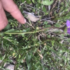 Calotis scabiosifolia var. integrifolia at Mount Clear, ACT - 1 Nov 2021 01:13 PM