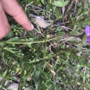 Calotis scabiosifolia var. integrifolia at Mount Clear, ACT - 1 Nov 2021