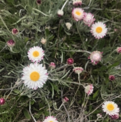 Leucochrysum albicans subsp. tricolor (Hoary Sunray) at Mount Clear, ACT - 1 Nov 2021 by BrianH