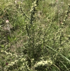 Discaria pubescens (Australian Anchor Plant) at Namadgi National Park - 1 Nov 2021 by BrianH