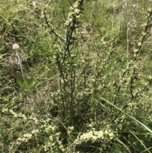 Discaria pubescens at Mount Clear, ACT - 1 Nov 2021