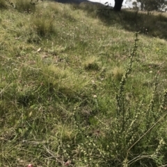 Discaria pubescens at Mount Clear, ACT - 1 Nov 2021