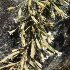 Olearia erubescens (Silky Daisybush) at Namadgi National Park - 1 Nov 2021 by BrianH