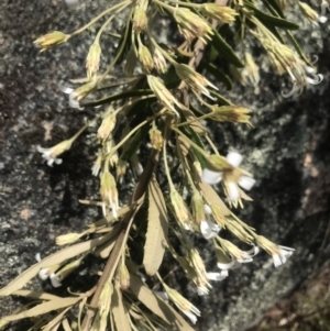 Olearia erubescens at Mount Clear, ACT - 1 Nov 2021