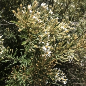 Olearia erubescens at Mount Clear, ACT - 1 Nov 2021