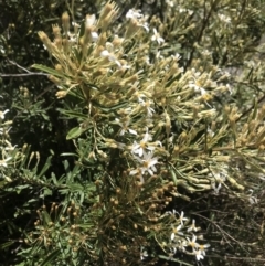 Olearia erubescens at Mount Clear, ACT - 1 Nov 2021