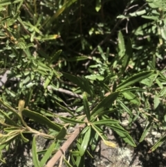 Olearia erubescens at Mount Clear, ACT - 1 Nov 2021