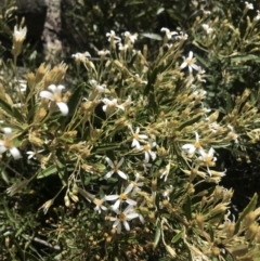Olearia erubescens at Mount Clear, ACT - 1 Nov 2021