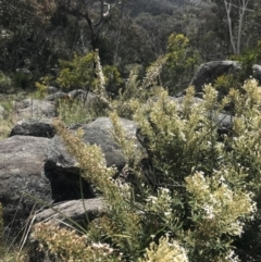 Olearia erubescens at Mount Clear, ACT - 1 Nov 2021