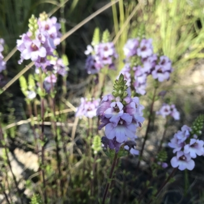 Euphrasia collina (Purple Eye-bright) at Namadgi National Park - 1 Nov 2021 by BrianH