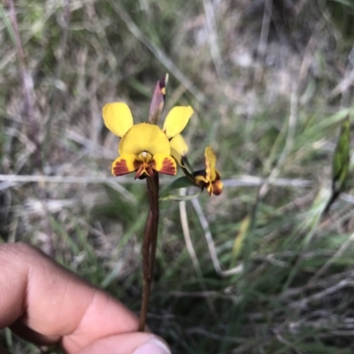 Diuris semilunulata (Late Leopard Orchid) at Namadgi National Park - 1 Nov 2021 by BrianH