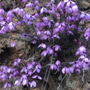 Tetratheca bauerifolia at Cotter River, ACT - 2 Nov 2021