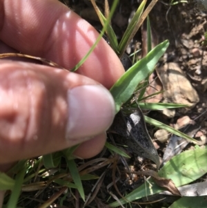 Microseris lanceolata at Cotter River, ACT - 2 Nov 2021