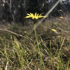 Microseris lanceolata at Cotter River, ACT - 2 Nov 2021