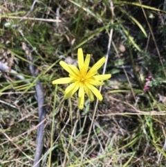 Microseris lanceolata at Cotter River, ACT - 2 Nov 2021