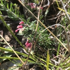 Grevillea lanigera (Woolly Grevillea) at Cotter River, ACT - 1 Nov 2021 by BrianH