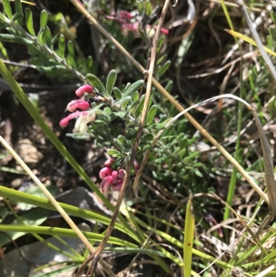 Grevillea lanigera (Woolly Grevillea) at Cotter River, ACT - 1 Nov 2021 by BrianH