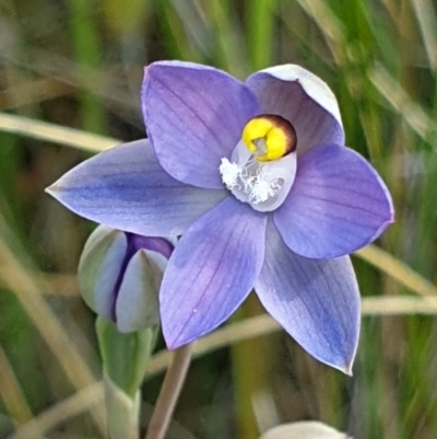 Thelymitra peniculata (Blue Star Sun-orchid) at Cook, ACT - 2 Nov 2021 by drakes