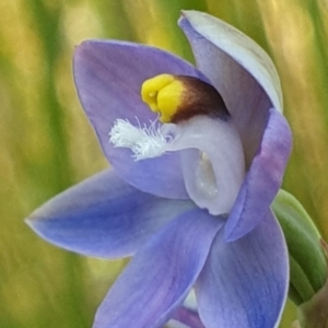 Thelymitra peniculata at Cook, ACT - 2 Nov 2021