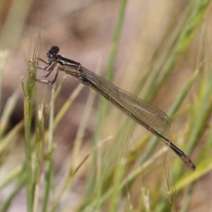 Ischnura heterosticta at Fyshwick, ACT - 2 Nov 2021