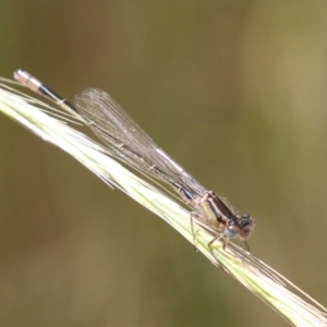 Ischnura heterosticta at Fyshwick, ACT - 2 Nov 2021