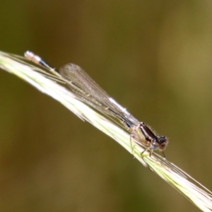 Ischnura heterosticta at Fyshwick, ACT - 2 Nov 2021