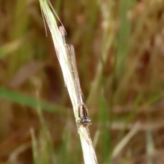 Ischnura heterosticta at Fyshwick, ACT - 2 Nov 2021 02:02 PM