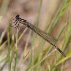 Ischnura heterosticta at Fyshwick, ACT - 2 Nov 2021