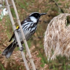 Phylidonyris niger X novaehollandiae (Hybrid) (White-cheeked X New Holland Honeyeater (Hybrid)) at Jerrabomberra Wetlands - 2 Nov 2021 by RodDeb