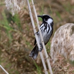 Phylidonyris niger X novaehollandiae (Hybrid) at Fyshwick, ACT - 2 Nov 2021