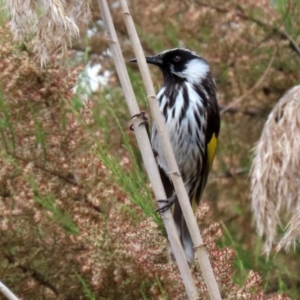 Phylidonyris niger X novaehollandiae (Hybrid) at Fyshwick, ACT - 2 Nov 2021 02:05 PM