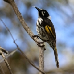 Phylidonyris niger X novaehollandiae (Hybrid) at Fyshwick, ACT - 2 Nov 2021