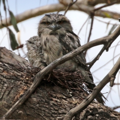 Podargus strigoides (Tawny Frogmouth) at Fyshwick, ACT - 2 Nov 2021 by RodDeb