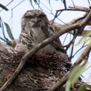 Podargus strigoides at Fyshwick, ACT - 2 Nov 2021