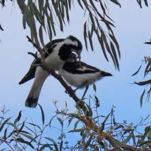 Grallina cyanoleuca at Macarthur, ACT - 2 Nov 2021