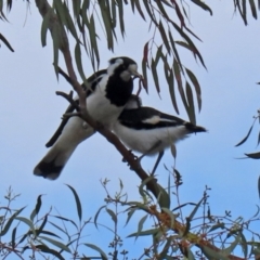 Grallina cyanoleuca at Macarthur, ACT - 2 Nov 2021