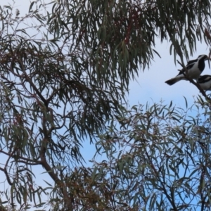 Grallina cyanoleuca at Macarthur, ACT - 2 Nov 2021