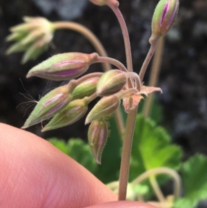 Pelargonium rodneyanum at Bungonia, NSW - 31 Oct 2021