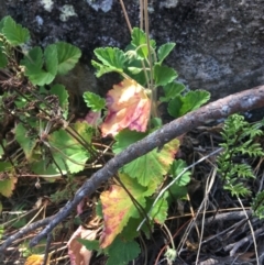 Pelargonium rodneyanum at Bungonia, NSW - 31 Oct 2021