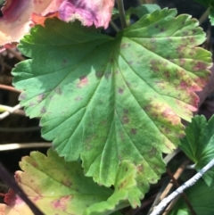 Pelargonium rodneyanum at Bungonia, NSW - 31 Oct 2021