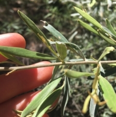 Grevillea arenaria subsp. arenaria at Bungonia, NSW - 31 Oct 2021