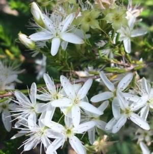 Calytrix tetragona at Bungonia, NSW - 31 Oct 2021