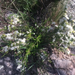 Calytrix tetragona at Bungonia, NSW - 31 Oct 2021