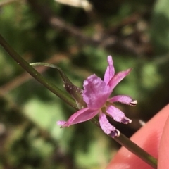 Arthropodium minus (Small Vanilla Lily) at Bungonia, NSW - 31 Oct 2021 by NedJohnston