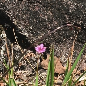 Arthropodium minus at Bungonia, NSW - 31 Oct 2021 11:47 AM