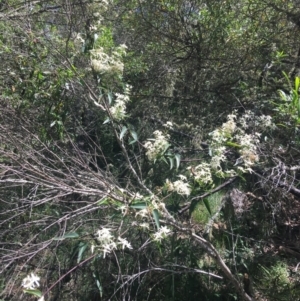 Clematis glycinoides at Bungonia, NSW - 31 Oct 2021 11:58 AM