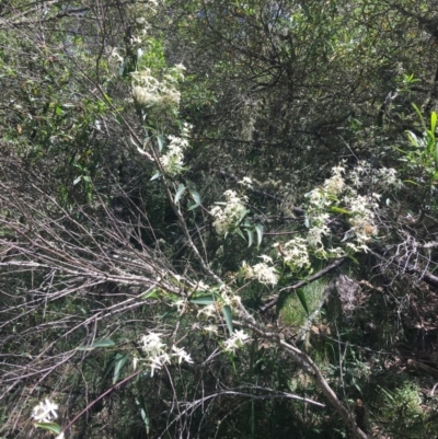 Clematis glycinoides (Headache Vine) at Bungonia State Conservation Area - 31 Oct 2021 by Ned_Johnston