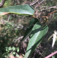 Clematis glycinoides at Bungonia, NSW - 31 Oct 2021 11:58 AM