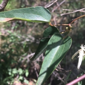 Clematis glycinoides at Bungonia, NSW - 31 Oct 2021