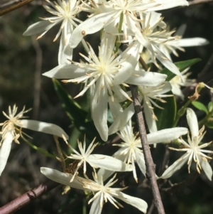Clematis glycinoides at Bungonia, NSW - 31 Oct 2021